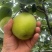 砀山皇冠酥🍐梨
