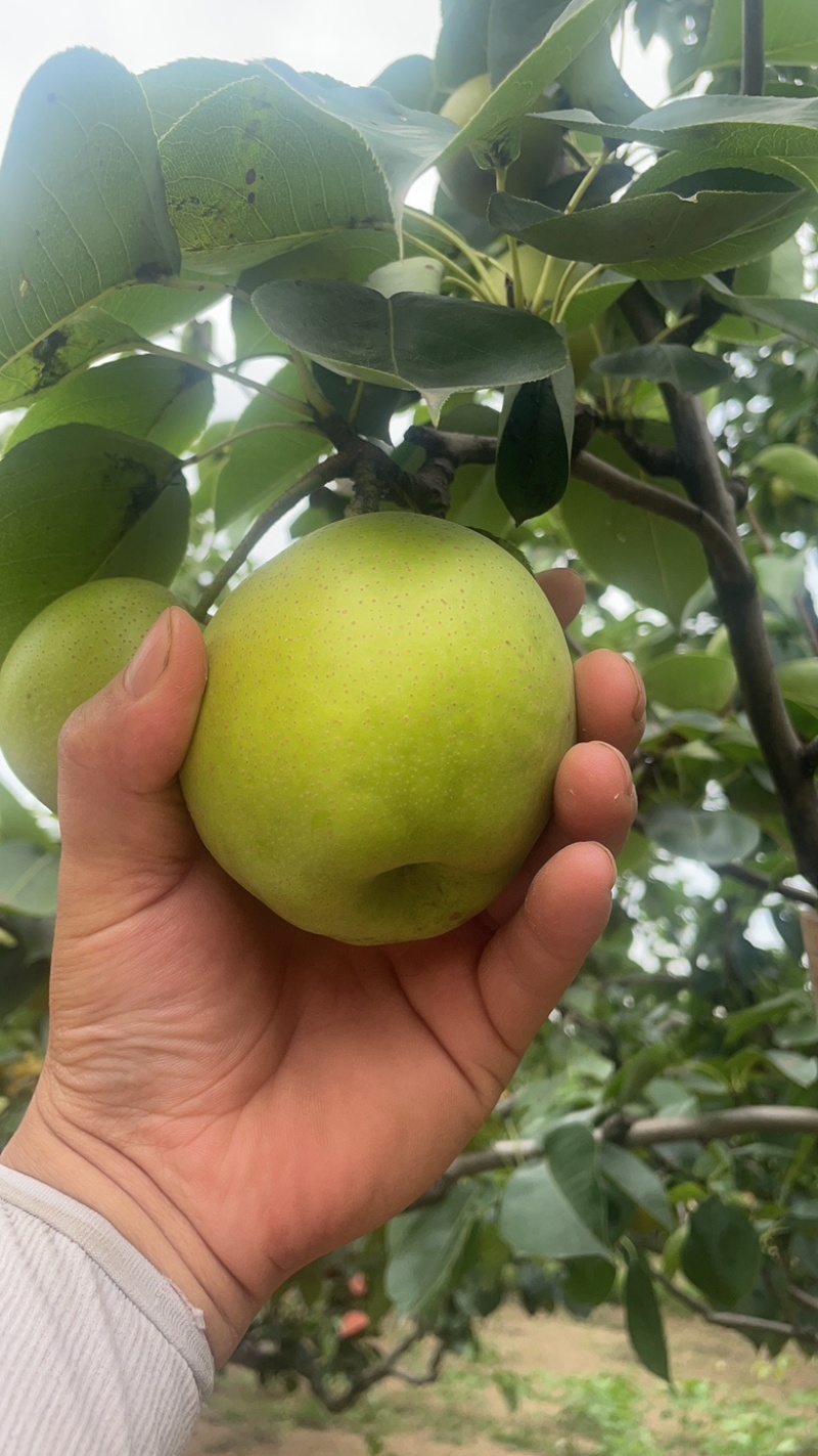 砀山皇冠酥🍐梨