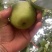 砀山皇冠酥🍐梨