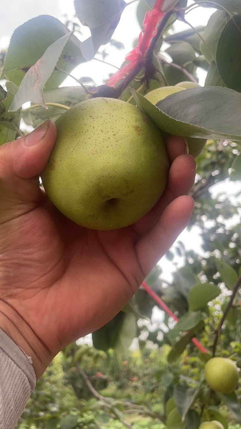 砀山皇冠酥🍐梨