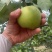 砀山皇冠酥🍐梨