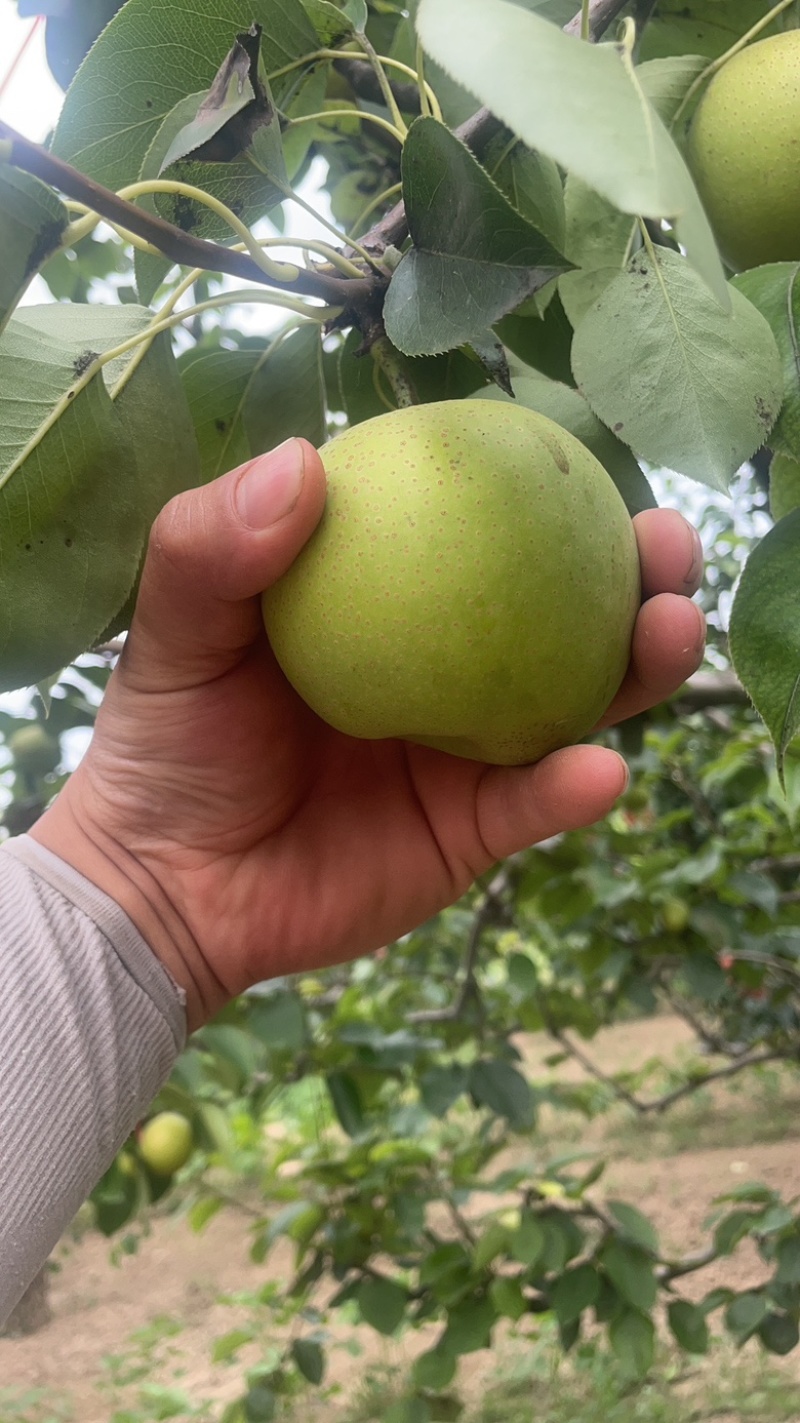 砀山皇冠酥🍐梨