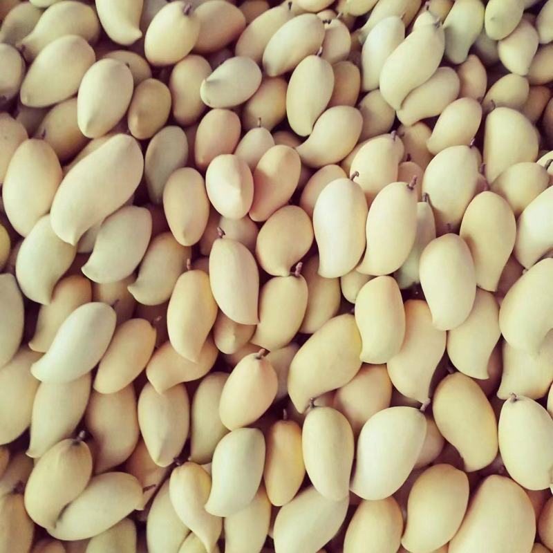 芒果