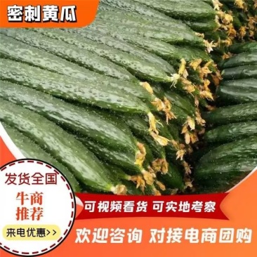 黄瓜密刺黄瓜大量上市货源充足视频看货量大从优欢迎咨询