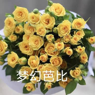 【梦幻芭比】庭院盆栽黄色多头月季四季开花勤花阳台花卉钻石