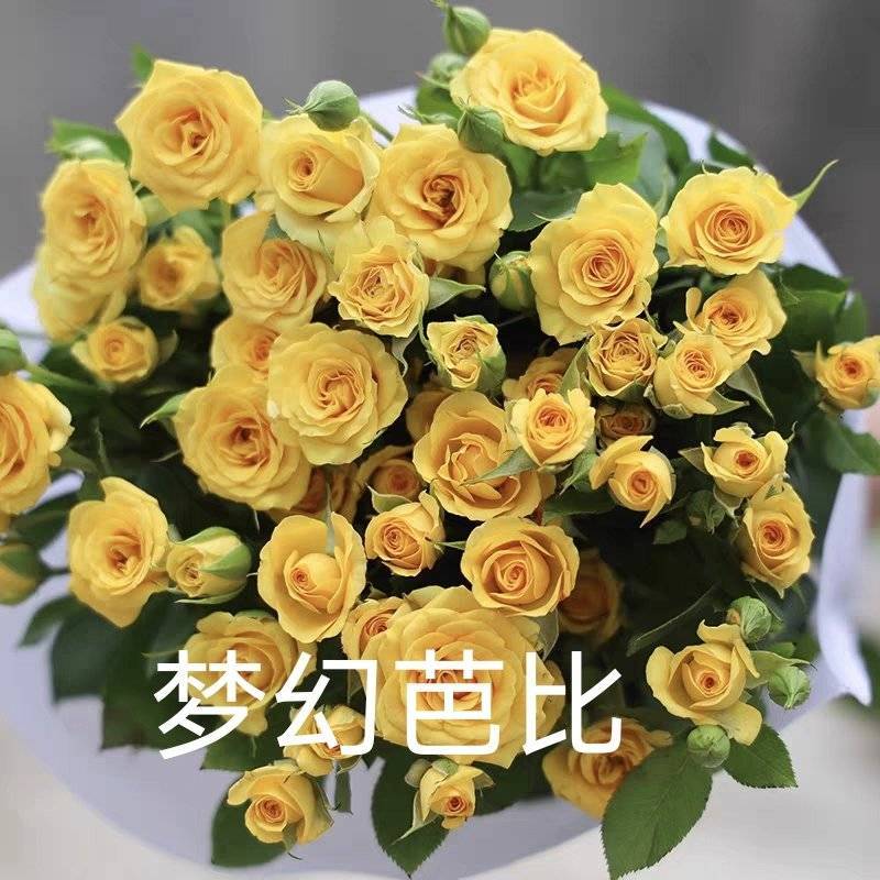 【梦幻芭比】庭院盆栽黄色多头月季四季开花勤花阳台花卉钻石