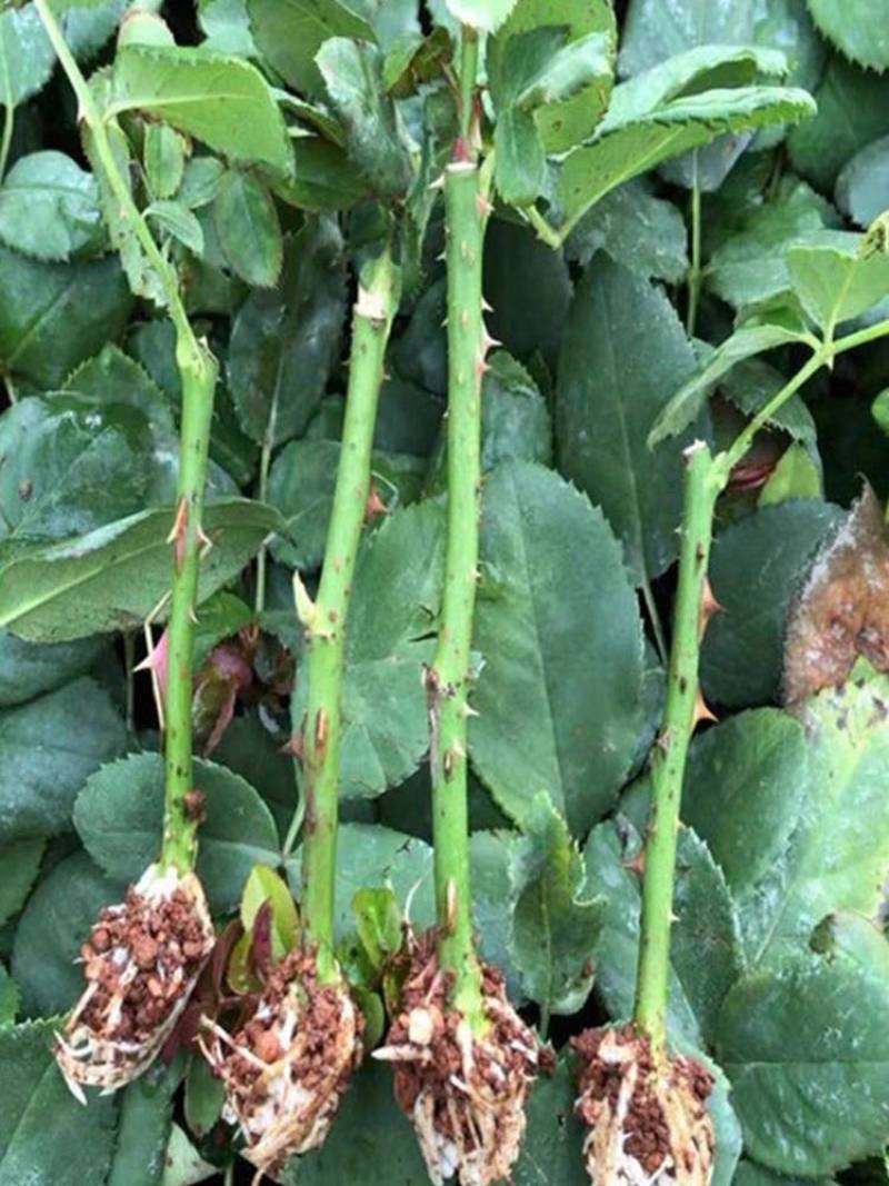 【梦幻芭比】庭院盆栽黄色多头月季四季开花勤花阳台花卉钻石