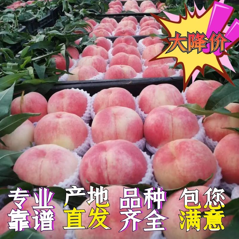 仓方早生桃山东毛桃大红桃【热卖中】精品手选一手货源
