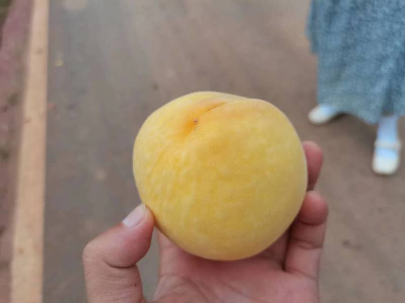 湖北精品黄桃。支持全国代发。质量保证欢迎来电咨询