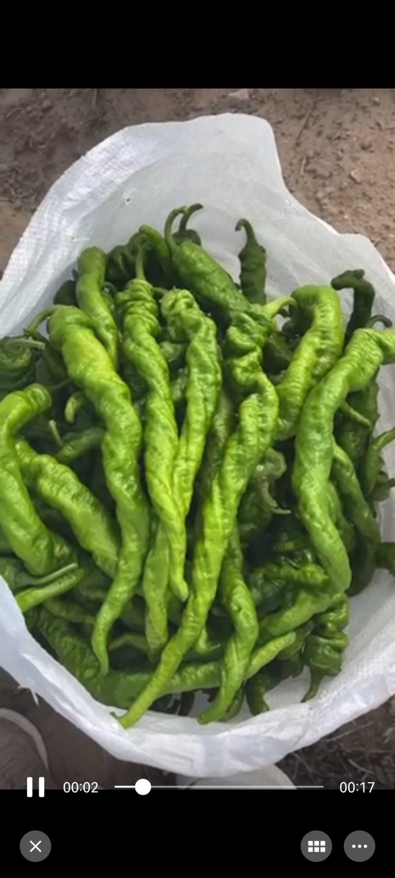 刚上市的精品陇椒
