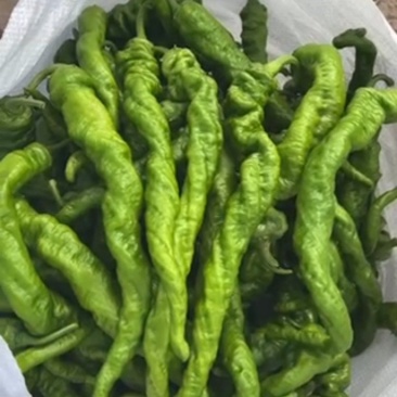 刚上市的精品陇椒