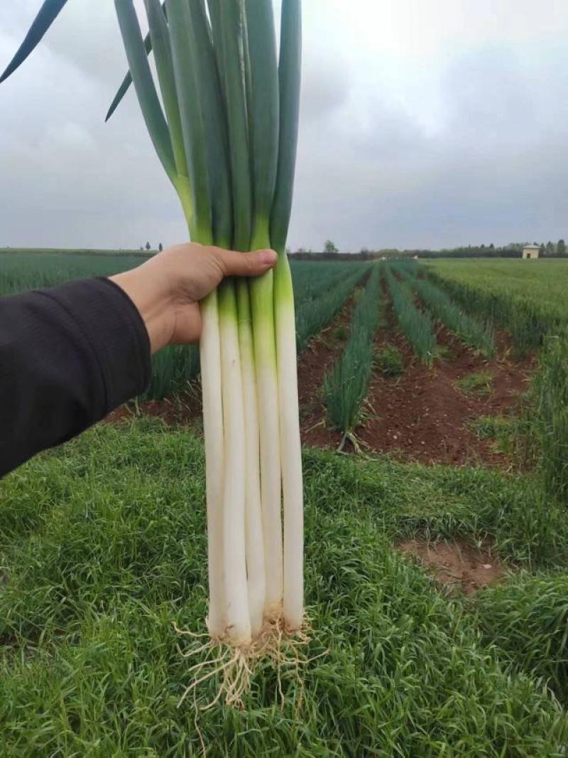 钢葱