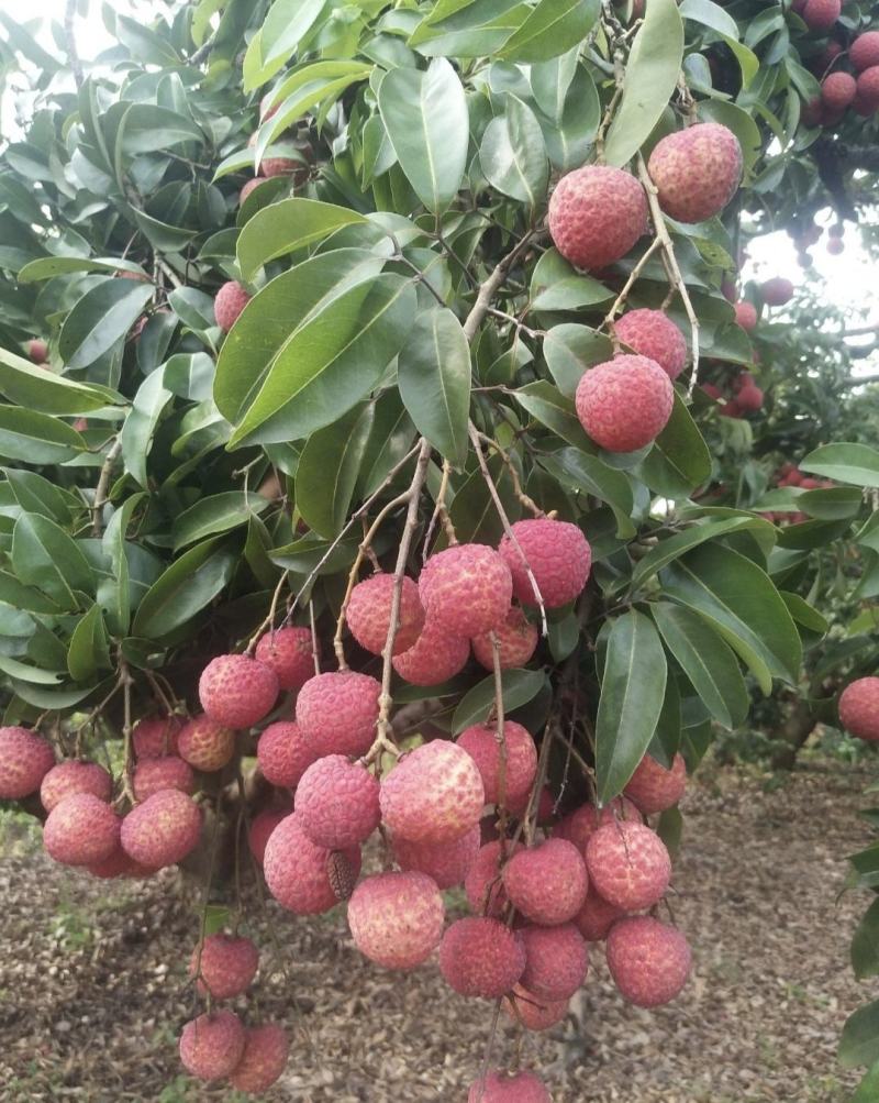 广西禾荔荔枝精品六月红荔枝产地直供量大从优全国发货