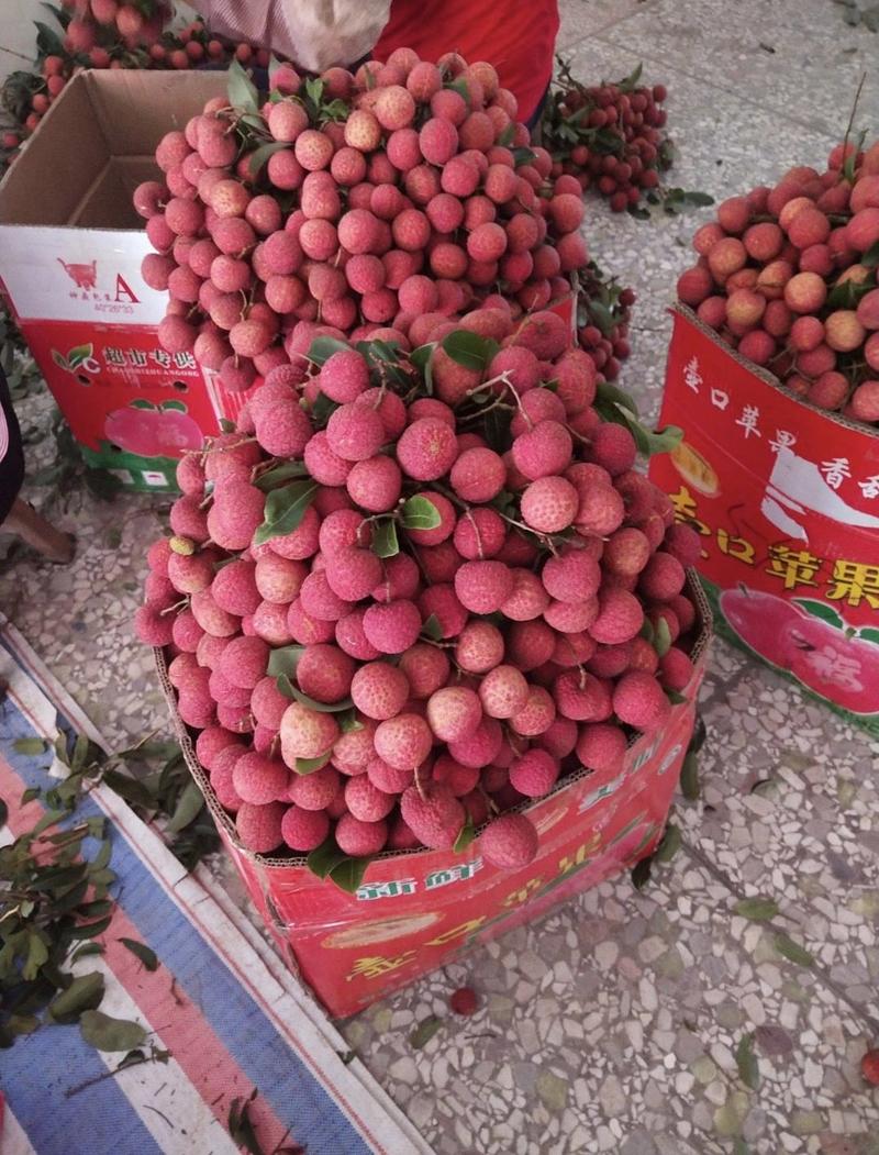 广西禾荔荔枝精品六月红荔枝产地直供量大从优全国发货