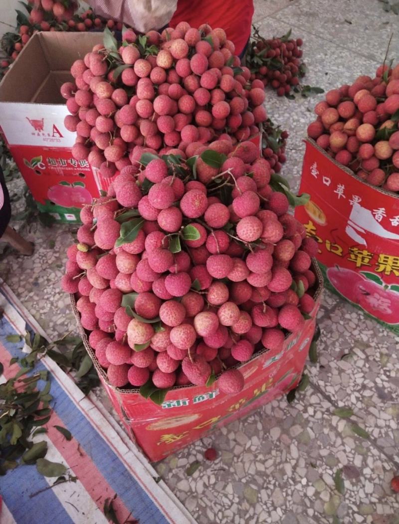 广西禾荔荔枝精品六月红荔枝产地直供量大从优全国发货