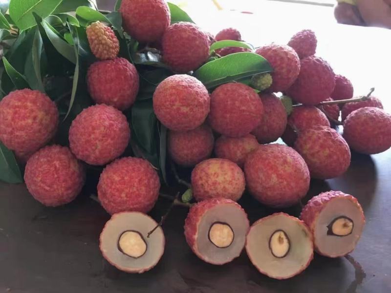 广西禾荔荔枝精品六月红荔枝产地直供量大从优全国发货