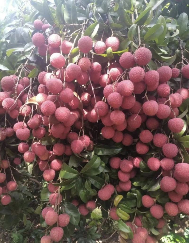 广西禾荔荔枝精品六月红荔枝产地直供量大从优全国发货