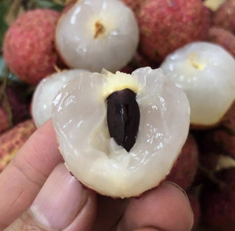 广西禾荔荔枝精品六月红荔枝产地直供量大从优全国发货