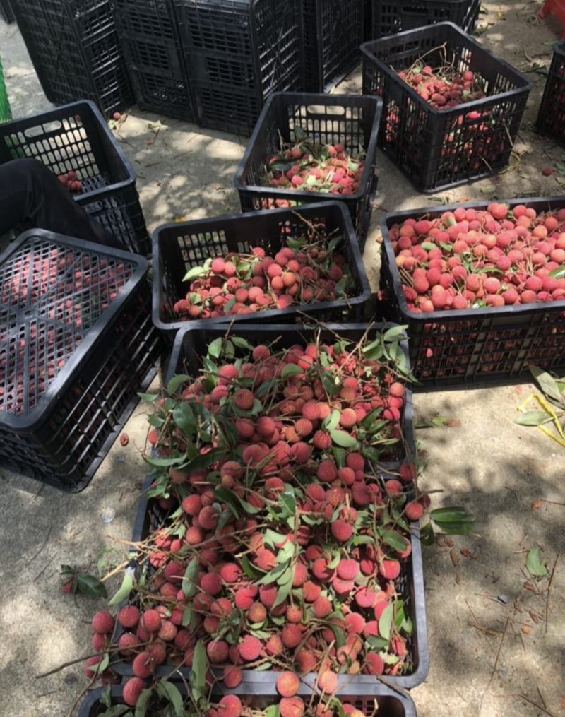 广西禾荔荔枝精品六月红荔枝产地直供量大从优全国发货