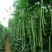辣椒茄子苦瓜