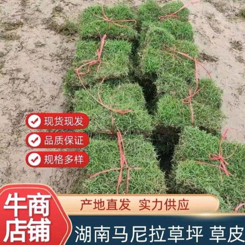 [热卖]湖南马尼拉草卷草皮货源充足品质保证