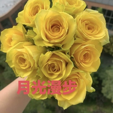 【月光漫步】新品大花月季花苗绿植花卉玫瑰阳台小苗