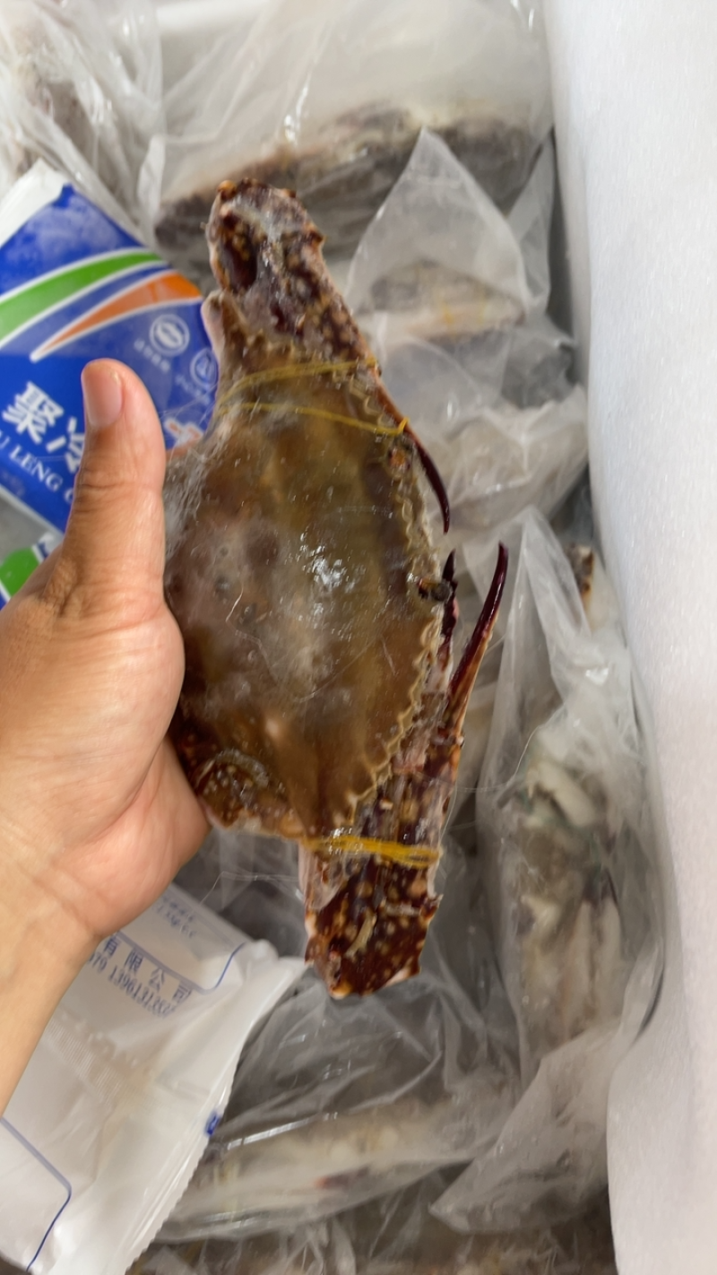 梭子蟹大公蟹飞蟹单冻梭子蟹，产地直发