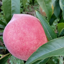 眉山市仁寿县的皮球桃大量上市了，今年味道好极了