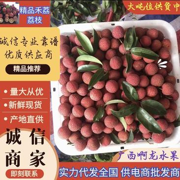 广西禾荔荔枝精品六月红荔枝产地直供量大从优全国发货