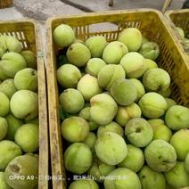 罐头桃久宝桃、北京十四、离核桃基地大量供应对接全国市场