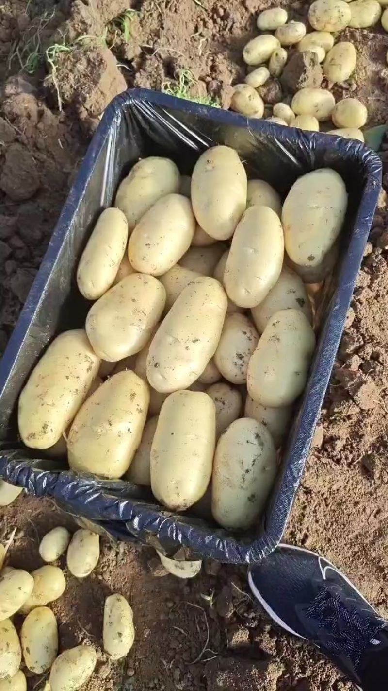 大棚荷兰十五土豆山东济南平阴大量供应质量好价格低性价比高