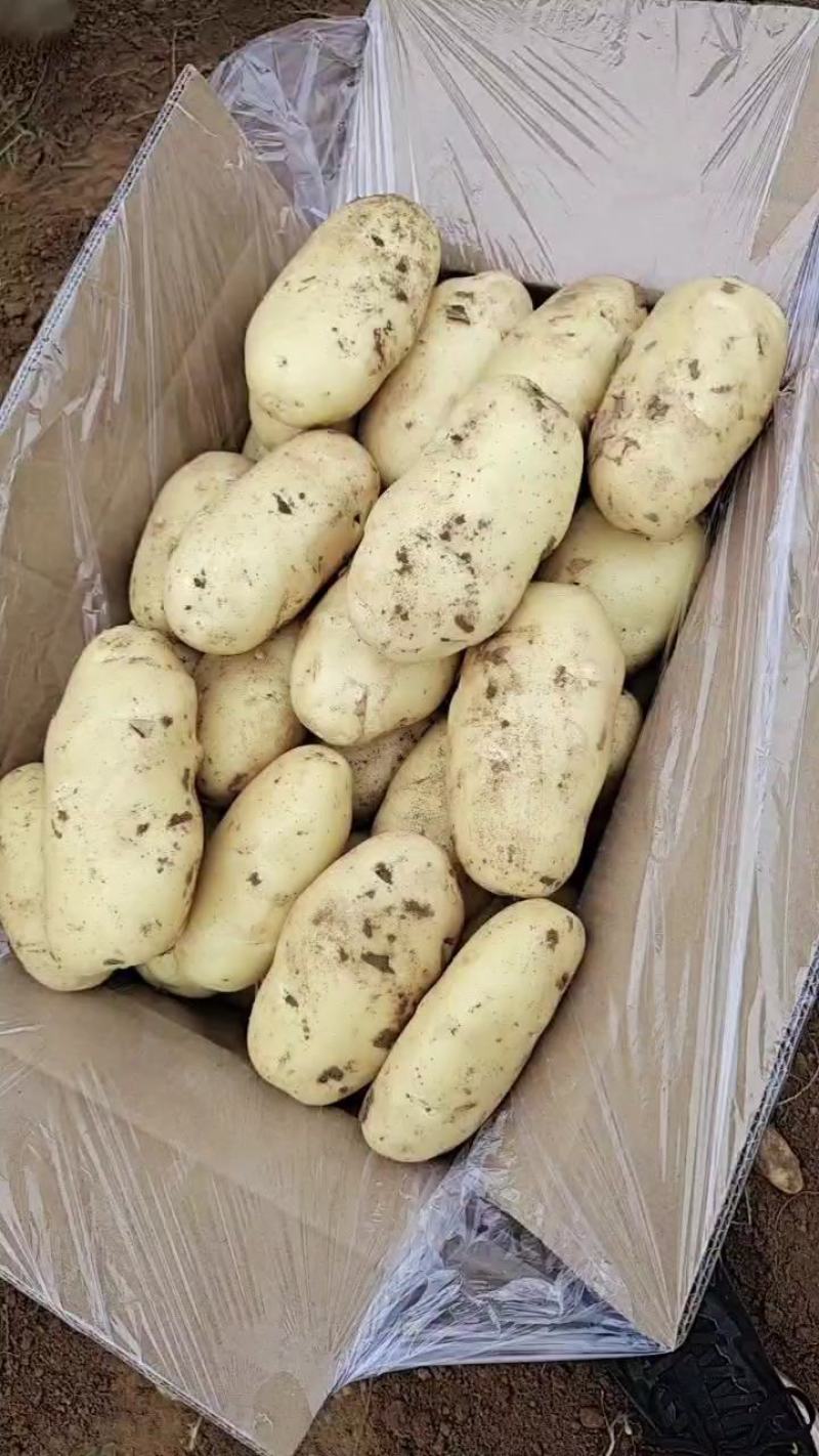 大棚荷兰十五土豆山东济南平阴大量供应质量好价格低性价比高