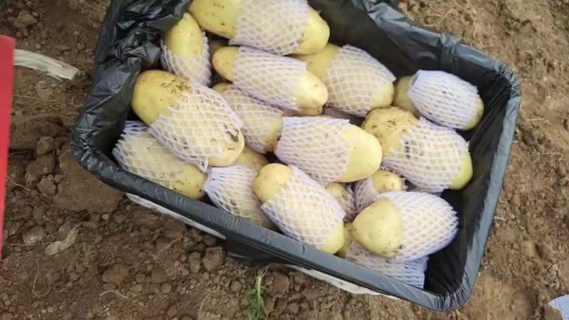 大棚荷兰十五土豆山东济南平阴大量供应质量好价格低性价比高