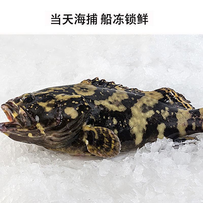 鲜活深海石斑鱼老虎斑新鲜现捕大龙胆鱼海鲜珍珠斑冷链包
