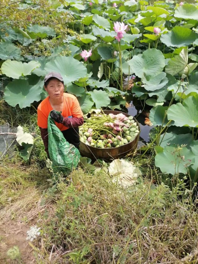 野生莲蓬300亩