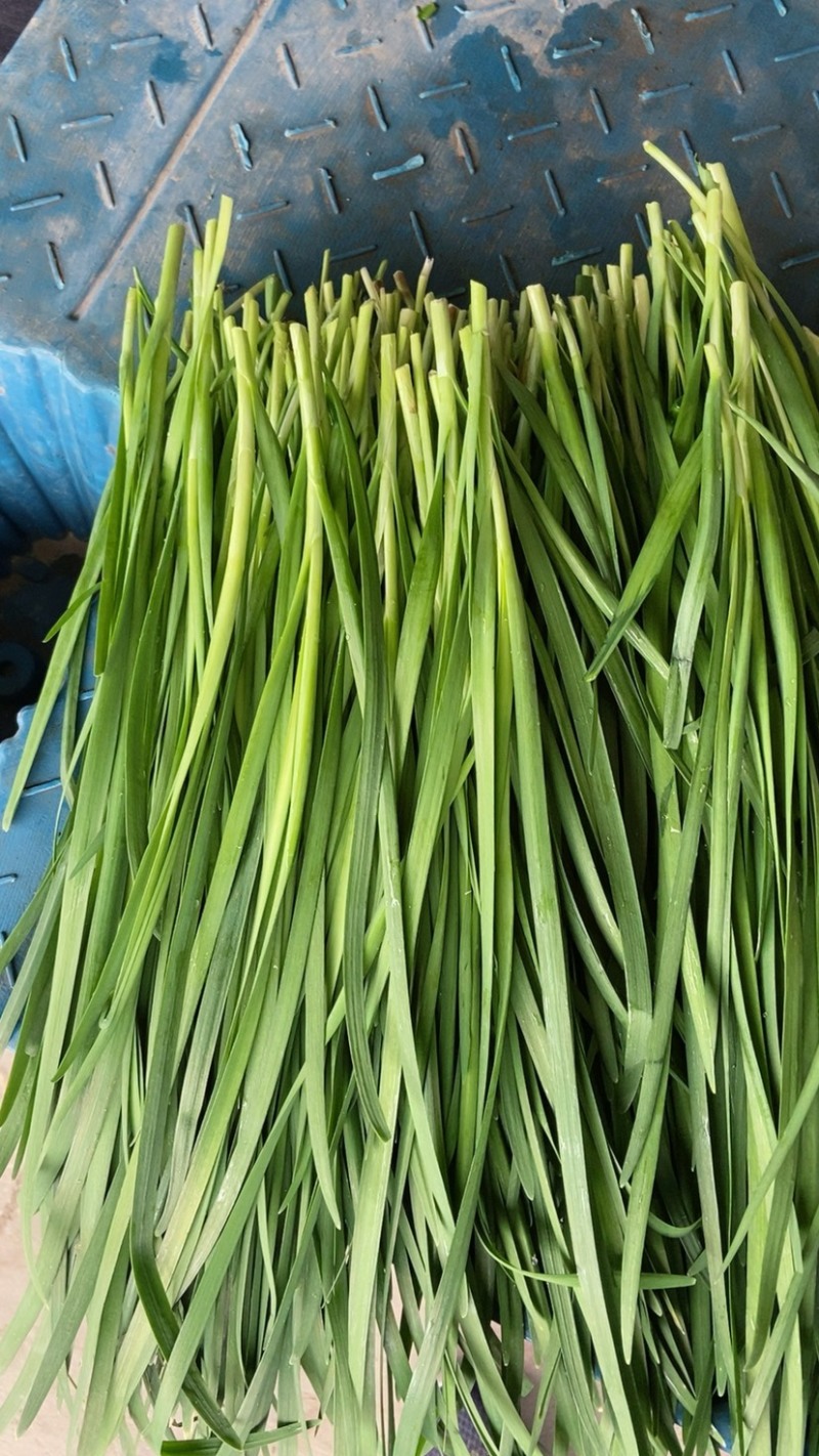 韭菜蔬菜基地全年供货