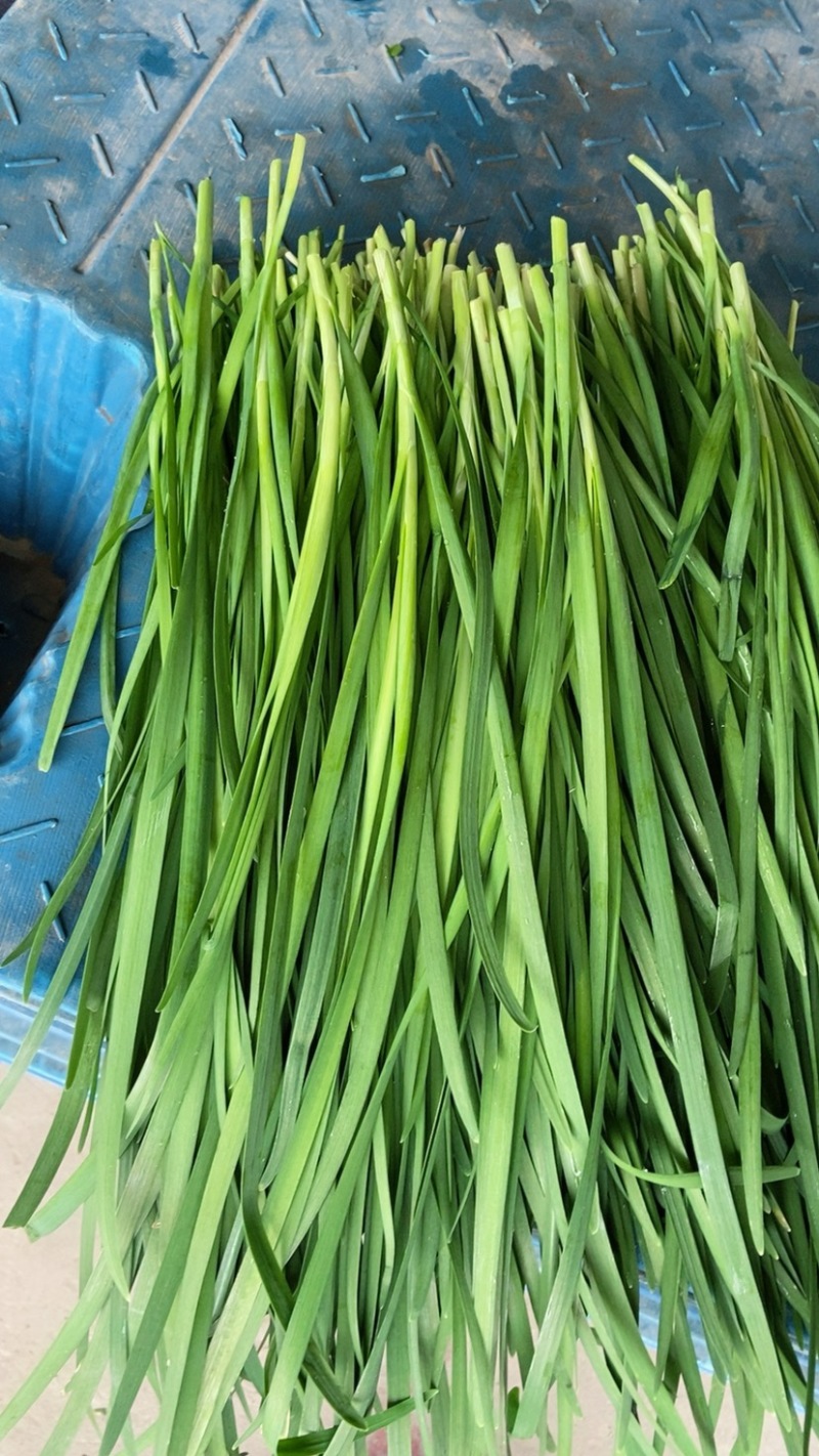 韭菜蔬菜基地全年供货