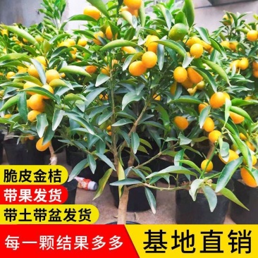 橘子树苗柑橘树苗四季脆皮金桔树苗原盆原土带果发货一物一拍