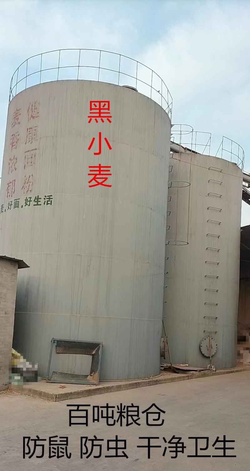 [推荐]河北黑小麦面粉全麦粉货源充足品质保证