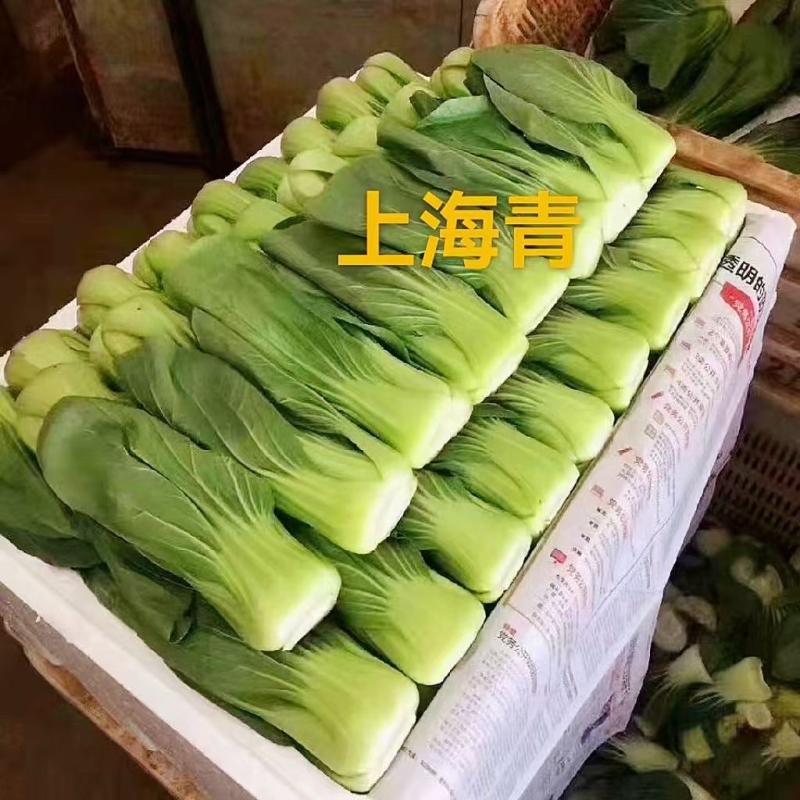 万亩蔬菜基地长期供应各种蔬菜食堂菜欢迎咨询