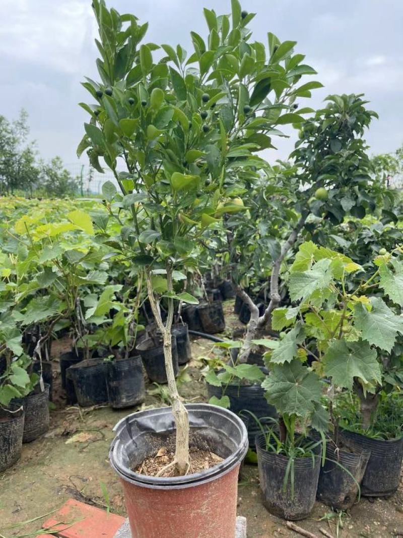 橘子树苗柑橘树苗四季脆皮金桔树苗原盆原土带果发货一物一拍