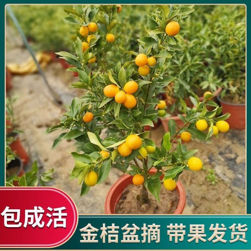 橘子树苗柑橘树苗四季脆皮金桔树苗原盆原土带果发货一物一拍