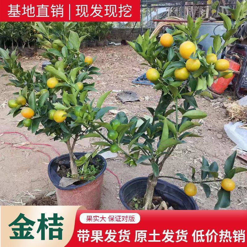 橘子树苗柑橘树苗四季脆皮金桔树苗原盆原土带果发货一物一拍