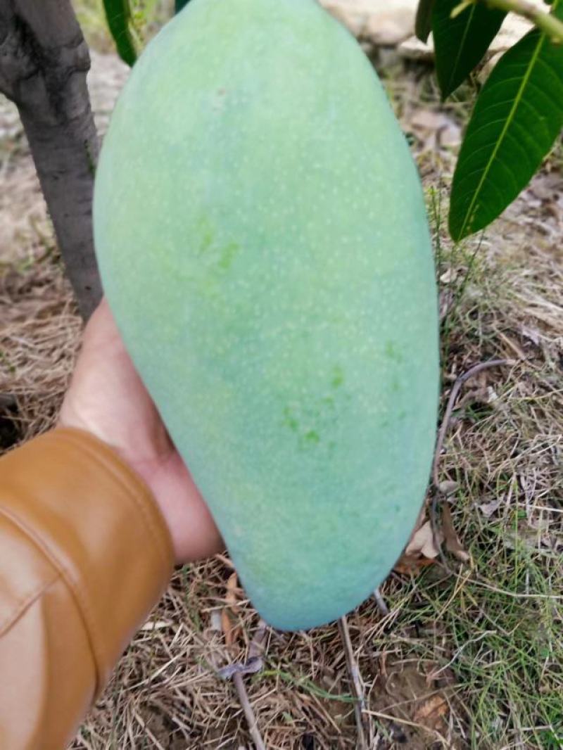 四川攀枝花大青芒大芒果各种当季芒果一手货源原产地采摘