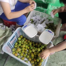 蜂糖李一件中