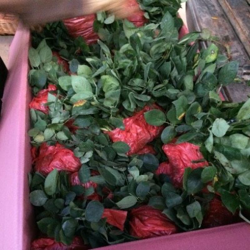 【粉红雪山】切花月季苗阳台庭院花卉盆栽观花小苗