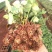 【粉红雪山】切花月季苗阳台庭院花卉盆栽观花小苗