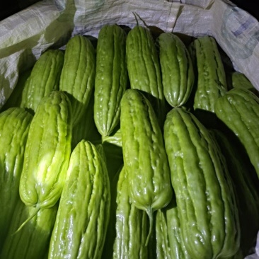 油绿苦瓜