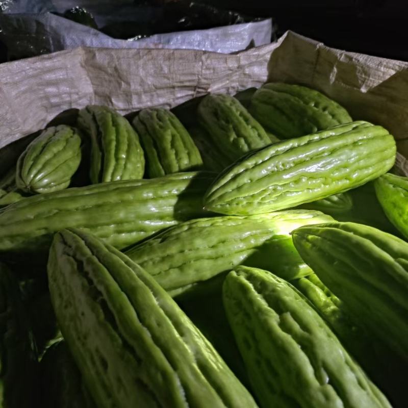 油绿苦瓜