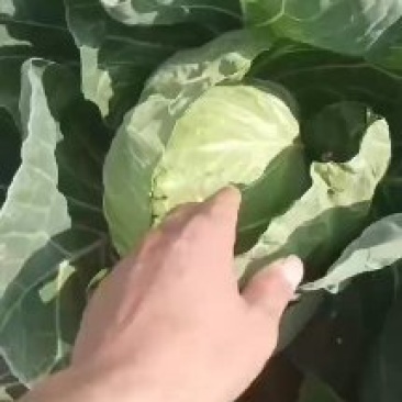 优选河北邯郸甘蓝对接市场商超食堂大量供应质量优先